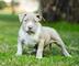 American bully - Foto 1