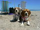 Beagle cachorros exelentes machos y hembras
