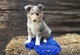 Border Collie cachorros disponibles ahora para su adopción - Foto 1