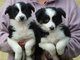 Border Collie cachorros para la venta - Foto 1