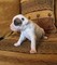 Boxer Puppies Bobtail y cola larga - Foto 1