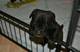 Bulldog británico X Labrador - Foto 1