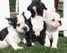 Bulldog francés cachorros para adopción