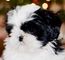 Cachorro de shih tzu de kc registrado listo para navidad