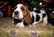 Cachorros basset hound disponibles para adopción