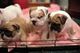Cachorros bulldog inglés arrugas disponibles para su adopción