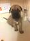 Cachorros Bullmastiff - Foto 1