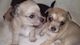Cachorros chihuahua