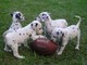 Cachorros dalmatianos criados en casa ahora listos para una nueva
