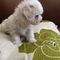 Cachorros de bichon maltes macho y hembra