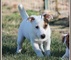 Cachorros de jack russell terrier disponibles para adopción