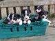 Cachorros de pastor collie galés listo para navidad