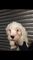 Cachorros de Sealyham Terrier PRECIO BAJADO - Foto 1