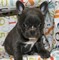 Cachorros encantadores de bulldog francés para adopción