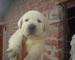 Cachorros excelentes de Labrador de la calidad para la venta - Foto 1