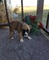 Cachorros gigantes Boxer disponibles para su adopción - Foto 1