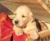 Cachorros golden retriever disponibles para su adopción