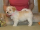 Cachorros havanese masculinos y femeninos lindos para la adopción - Foto 1