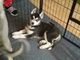 Cachorros hermosos del husky siberiano - Foto 1