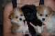 Cachorros impresionantes de Pomeranian Masculino y Femenino Dispo - Foto 1
