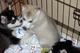 Cachorros puros de husky siberiano pedigrí para la venta