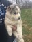 Cachorros siberian husky disponibles para su adopción