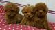 Caniche para venta