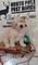 Cavalier King Charles Spaniel cachorros listos para la adopción - Foto 1