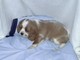 Cavelier King Charles Spaniel - Foto 1