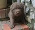 Chesapeake Bay Retriever cachorros disponibles ahora para su adop - Foto 1