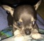 ¡Chihuahua adorable! - Foto 1