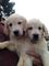 Chunkie cachorros golden retriever - Foto 1