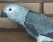 Conures loro de cameroon amazonas