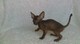 Cornish Rex Kitten Disponible para reservar - Foto 1