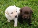 Cute cachorros de labrador retriever disponibles