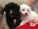 Español spaniel perro de agua x cachorros listos para navidad
