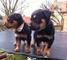 Extra chaming rottweiler cachorros
