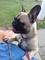 French bulldog para la venta