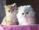 Gatitos persas-saludables, buen caracter