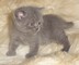 Gccf registered british shorthair kittens