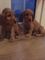 Golden cocker spaniel cachorros