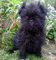 Gratis affenpinscher cachorros listo