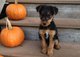 Gratis airedale terrier Cachorros disponible - Foto 1