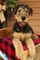 Gratis airedale terrier Cachorros listo - Foto 1