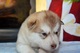 Gratis alaska malamute cachorro listo