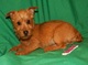 Gratis australiano terrier perritos listo