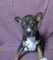 Gratis basenji perritos listo