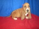 Gratis basset hound perritos