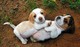 Gratis beagle cachorros