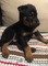 Gratis beauceron cachorros disponible